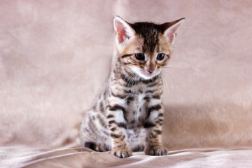 Graceful bengal kitten