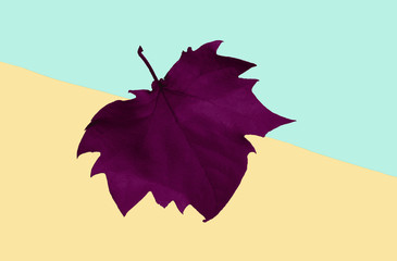 purple maple leaf on a yellow and green background, close-up. Autumn Arrives. Fall Background. Flat...
