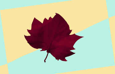 purple maple leaf on a yellow and green background, close-up. Autumn Arrives. Fall Background. Flat...