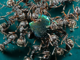 Macro Photo of Group of Black Garden Ants Transporting Food