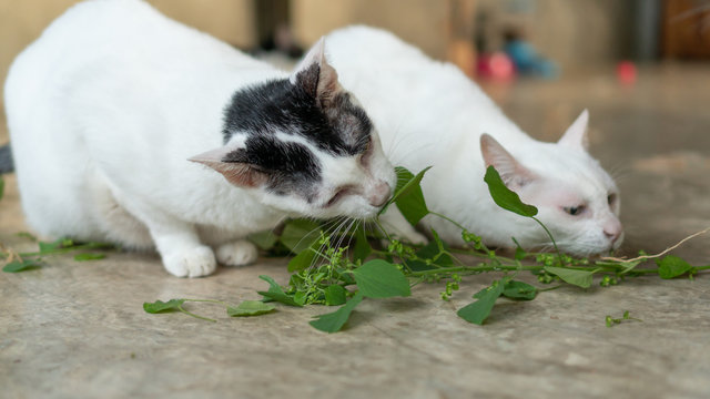Cute cat eating Indian acalypha plant in a room.