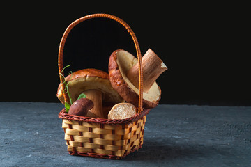 Forest mushrooms in a basket for mushrooms on a dark background