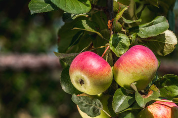 Fresh, juicy apples on the branches in the garden. Gardening, harvesting. Healthy food. Vitamins