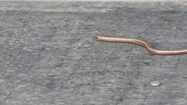 Slowworm on the way in the nature