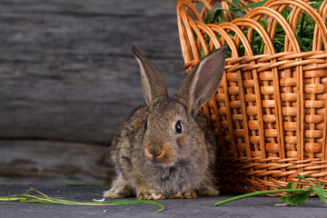 Fluffy, cute, homemade rabbit next to a basket on a wooden background. Easter, holiday