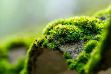 Moss on a tree in the forest