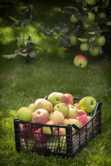 Apples in a plastic box, on a green grass