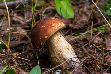 Forest mushrooms in the grass in the autumn forest. Mushroom picking