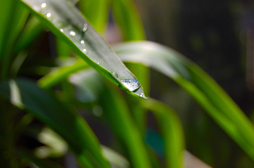 Droplet