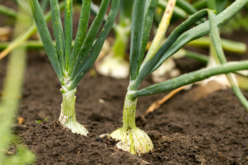Onion in the ground in the garden.