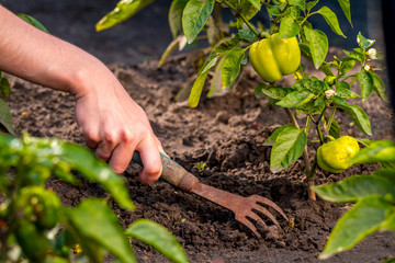 Weeding green pepper on the garden. Gardener in yellow gloves pulls weeds from the ground in the...