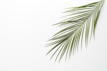Fototapeta premium Mockup branchage tropical