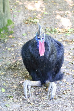 anachronism of ancient time s helm casuar sitting with hair-coat staring grimly Casuari casuarius