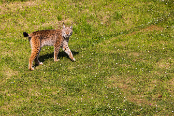 Eurasian lynx walking on the grass