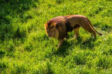Male lion walking on the grass