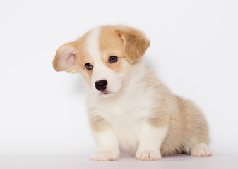 welsh corgi puppy in the studio
