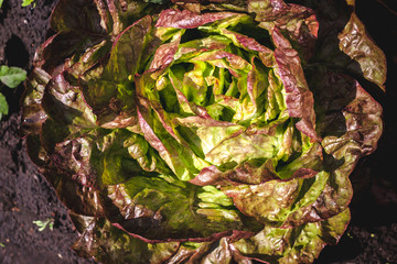 Leaves of fresh salad. Harvesting cabbage