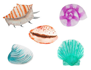 Seth seashells watercolor