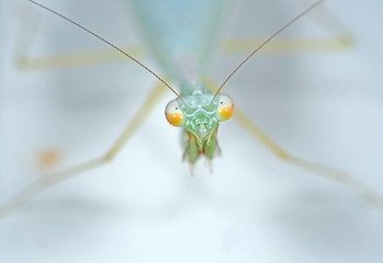 Macro Photo of Head of Praying Mantis Isolated on Background