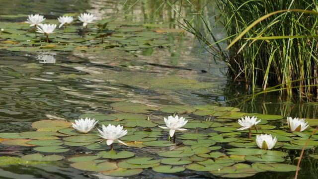 Water Lilies Blooming in a Pond.