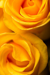 Background with yellow rose on a black background. Soft texture