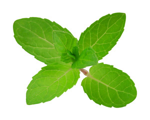 Fresh raw mint leaves isolated on white background