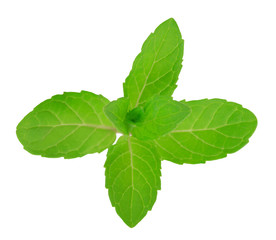 Fresh raw mint leaves isolated on white background