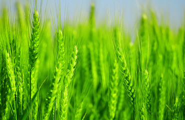 green wheat field