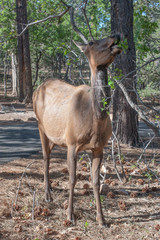 wapiti in grand canyon
