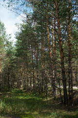 Forest, wood, лес 