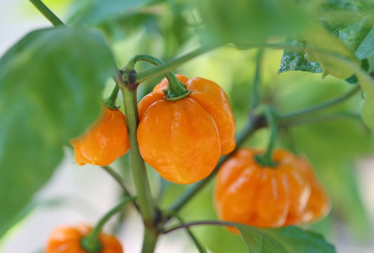 Carolina Reaper Pepper