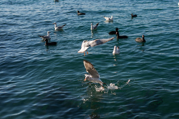 Seagulls are on and  over sea waters