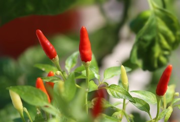Chili pepper in garden