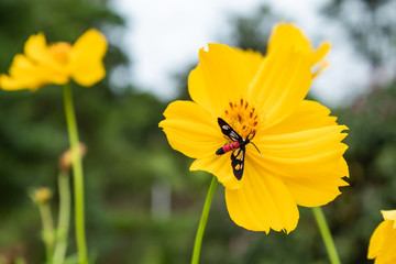 Black insects on Yellow Cosmos sulphureus Cav. in garden.