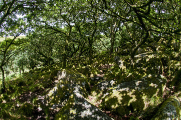 Fototapeta na wymiar Wistman's Wood Dartmoor