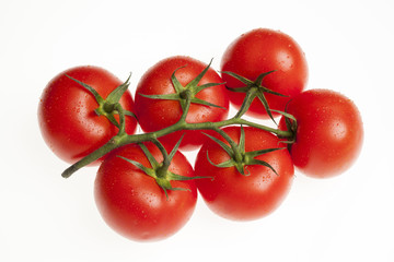 Fresh ripe tomatoes on the vine with water droplets isolated on white background
