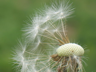 Pusteblume