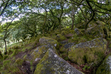 Granite boulders amongst oak trees in Wistman's Wood