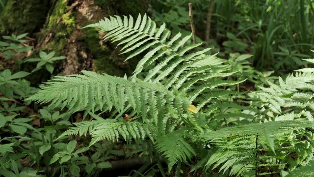 Branch of a Fern in Spring Forest on a Sunny Day