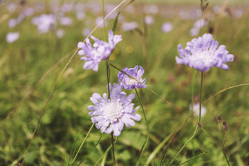 Republic of Adygea / Russia - July 28, 2018: Plants of the Caucasian reserve