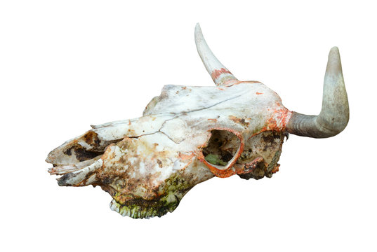 Bull or cow scull isolated on white background