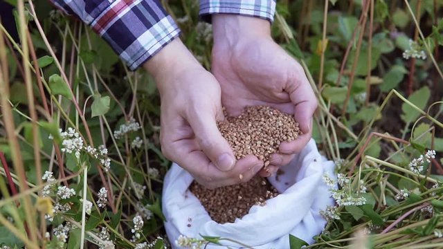 A man's hand takes a lot of buckwheat grains from a bag on a buckwheat field. Slow motion