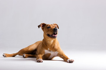 Red pitbull on white