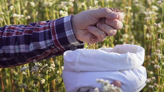 A man's hand takes a lot of buckwheat grains from a bag on a buckwheat field. Slow motion