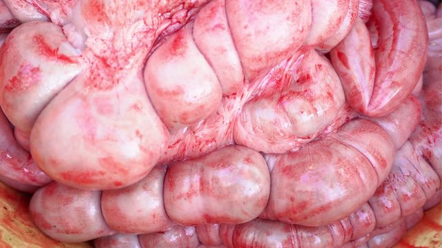 Pig slaughter, intestines, insides, close-up. Meat farm