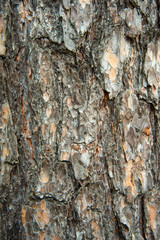 Natural structure of the bark of a pine tree