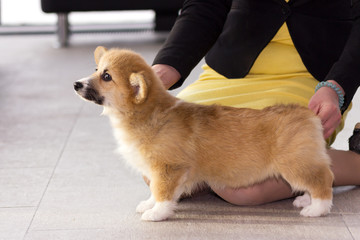 Welsh corgi puppy