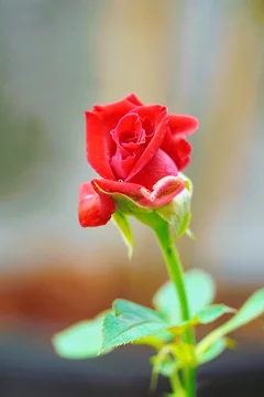 Beautiful red rose flower for love and valentine day Stock Photo | Adobe  Stock