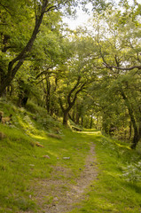Fototapeta na wymiar Wooded path on Dartmoor