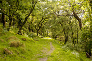 Fototapeta na wymiar Path on Dartmoor